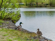 Продажа дома Покровский 470 м² Новорижское шоссе - 630366 - 630366