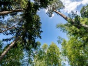 Продажа дома Сосновый бор (Николина Гора) 850 м² Рублево-Успенское шоссе - 631247 - 631247