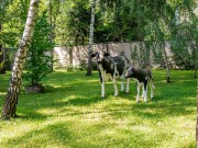Продажа дома Сосновый бор (Николина Гора) 850 м² Рублево-Успенское шоссе - 640222 - 640222