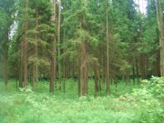 Продажа участка Веледниково 50 соток Новорижское шоссе - foto2