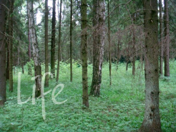 Продажа участка Веледниково 50 соток Новорижское шоссе - foto1