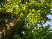 Продажа участка Покровское-Рубцово 55 соток Новорижское шоссе - 646130
