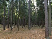 Продажа участка Корабельные сосны 40 соток Рублево-Успенское шоссе - 633232