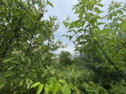 Продажа участка Грибаново 17 соток Ильинское шоссе - foto6