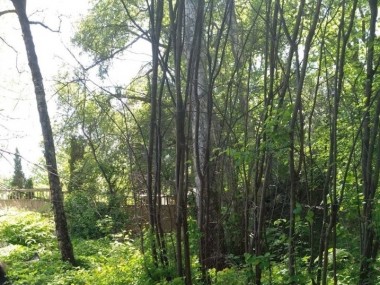 Продажа участка Грибаново 17 соток Ильинское шоссе - Николина Гора - 57819