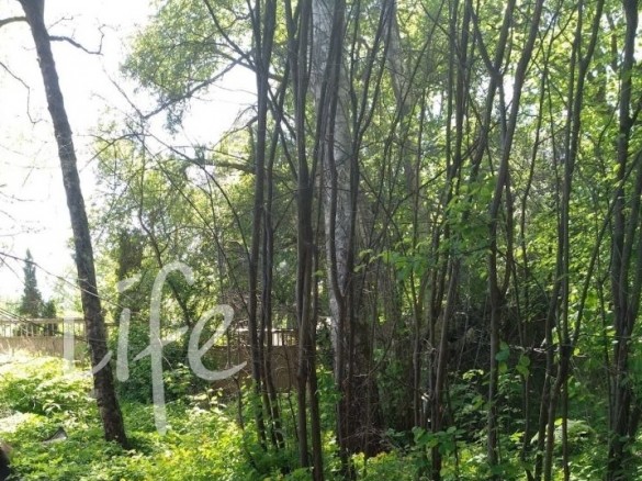 Продажа участка Николина Гора 15 соток Рублево-Успенское шоссе - foto1