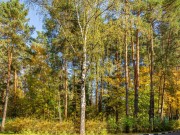 Продажа участка Успенские Дачи-1 УПДП 12 соток Рублево-Успенское шоссе - foto2