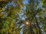 Продажа участка Зеленые холмы 25 соток Киевское шоссе - foto5.jpg