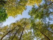 Продажа участка Зеленые холмы 11 соток Киевское шоссе - foto3