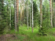 Продажа участка Дарьино 100 соток Рублево-Успенское шоссе - 627909