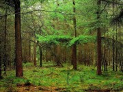 Продажа участка Дарьино 100 соток Рублево-Успенское шоссе - 627910