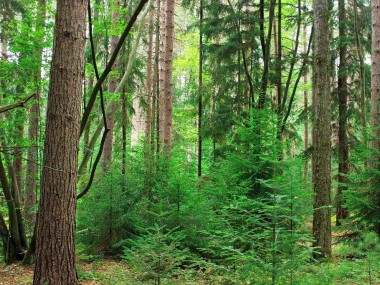 Продажа участка Дмитровское 210 соток Ильинское шоссе - Дарьино - 59343