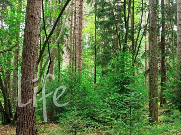 Продажа участка Дарьино 100 соток Рублево-Успенское шоссе - 627907