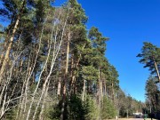Продажа участка Сосновый бор (Николина Гора) 50 соток Рублево-Успенское шоссе - 638565