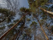 Продажа участка Жуковка 53 сотки Рублево-Успенское шоссе - 639139