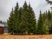 Продажа участка Иславское 26 соток Рублево-Успенское шоссе - 639843