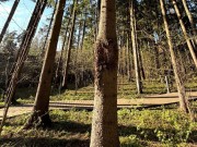 Продажа участка Сады Майендорф (Санаторий Барвиха) 70 соток Рублево-Успенское шоссе - 640148