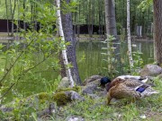 Продажа участка Балтия 27 соток Новорижское шоссе - 642001