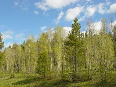 Продажа участка Славково 30 соток Новорижское шоссе - Дмитровское - 59995